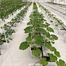 Agriculture Equipment Greenhouse Accessories Vertical Farming  Super NFT Channel Growing System