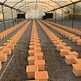 Agricultural Hydroponics Greenhouse Accessories Bato Dutch Bucket For Vegetable Tomatoes Grow Vertic