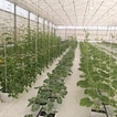 Agriculture Equipment Greenhouse Accessories Vertical Farming  Super NFT Channel Growing System