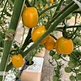 Agriculture Equipment Greenhouse Accessories Vertical Farming  Super NFT Channel Growing System